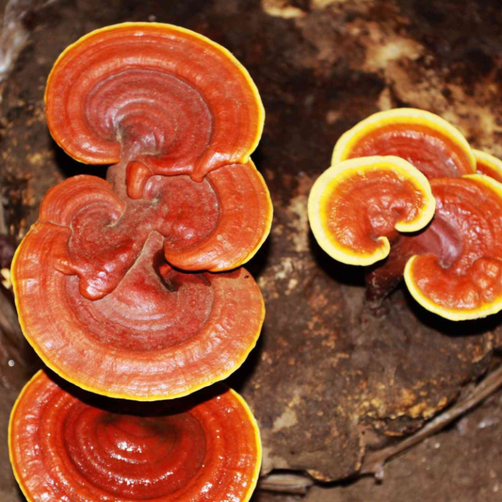 Organic Reishi Mushroom Extract