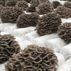 Organic Maitake Extract