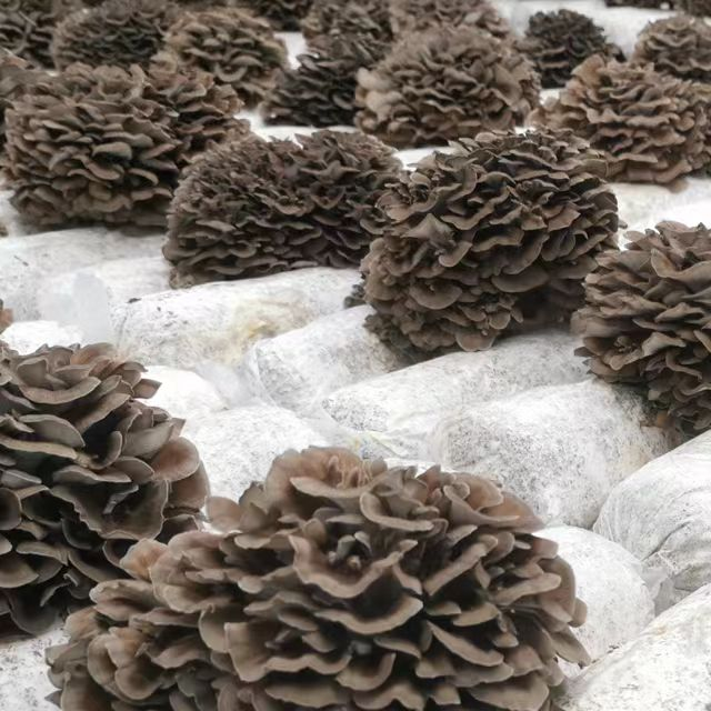 Organic Maitake Extract