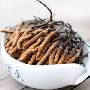 Cordyceps Sinensis Extract